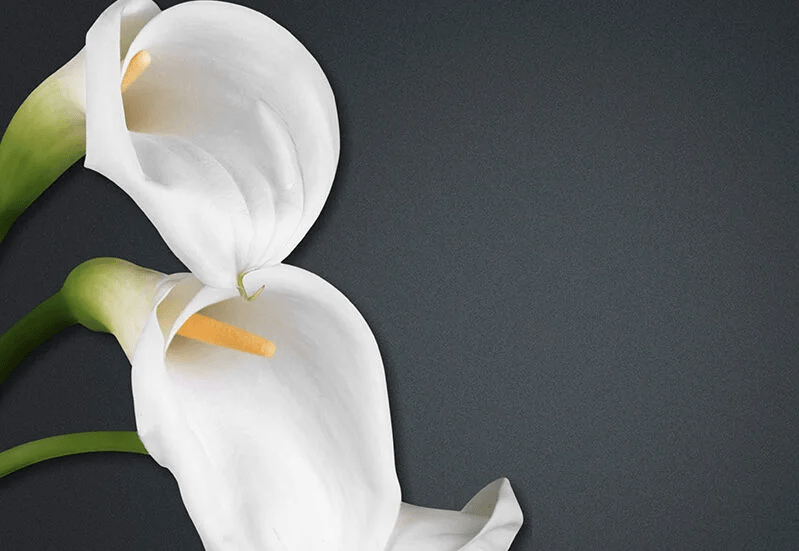 Flores Funeraria La Dolorosa en Albacete